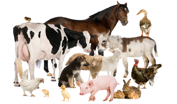 Livestock veterinary biosecurity measures continuation