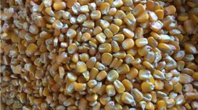 Bumper harvest in Masvingo beckons