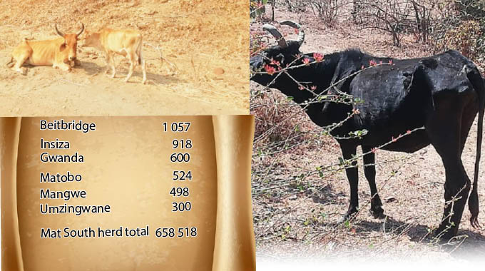 Drought decimates 5 000 cattle . . . Beef prices set to skyrocket as recurrent dry conditions slaughter national herd . . . Matabeleland South loses 65pc of herd since 1992 . . . National herd stands at about 5 million