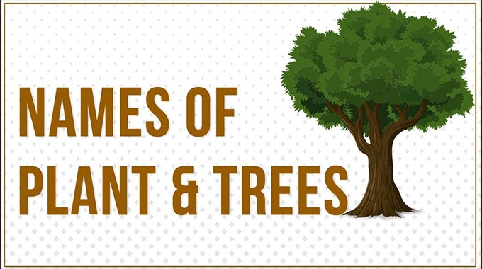 Names and naming: How are trees and plants named