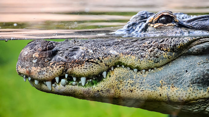 Another Hwange hero wrestles crocodile