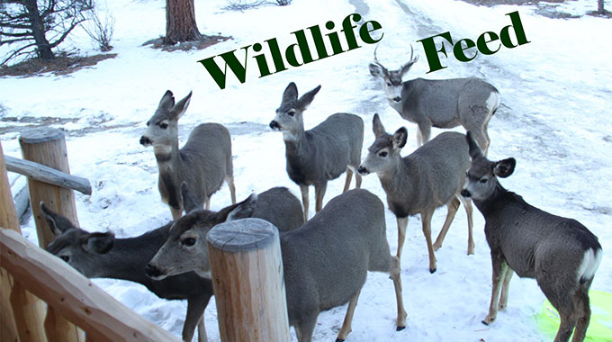 600km march for wildlife feed