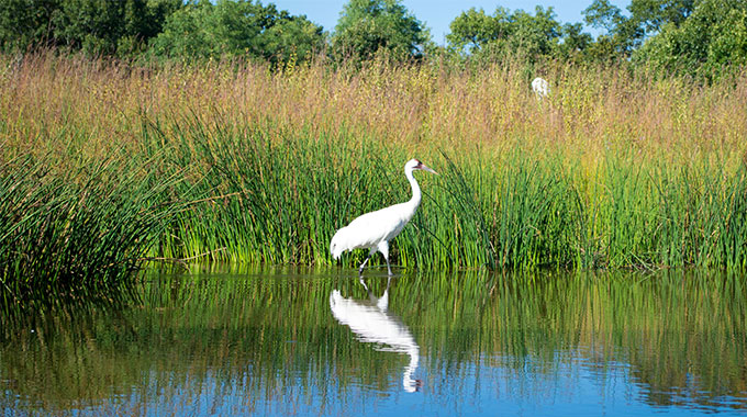 Collective action needed to preserve wetlands