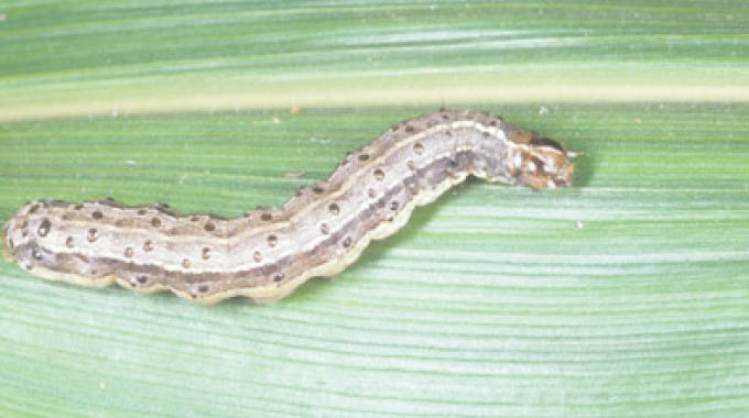 Fall armyworm descends on Umguza