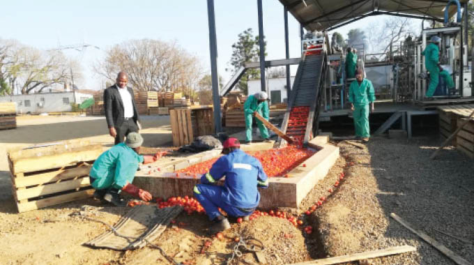 Hamara readies for regional tomato exports