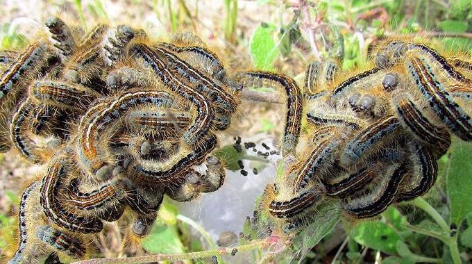 Armyworm control seed on the cards