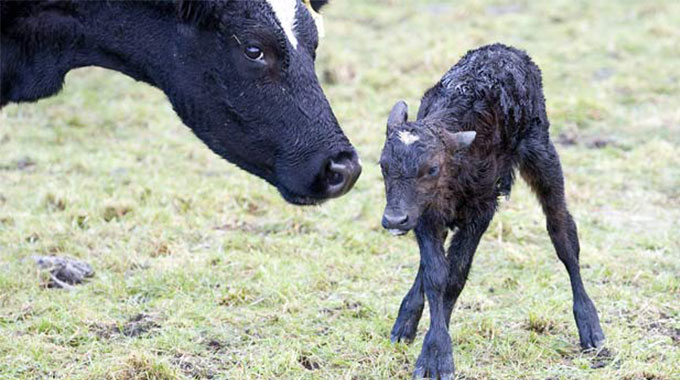 Mothering ability of a cow; an important trait to understand