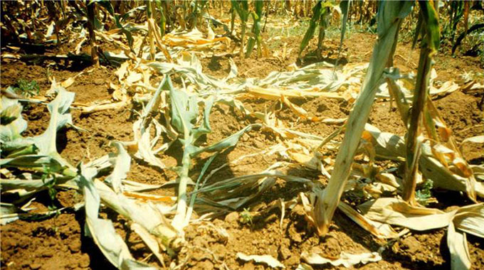 Agritex urges farmers to avert field losses