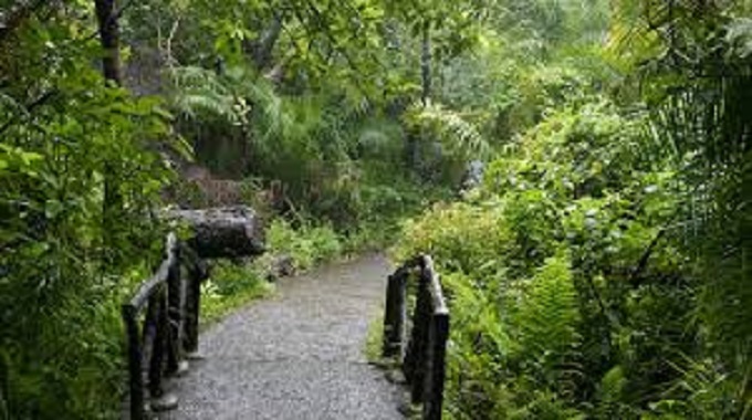 Lantana Camara invades Rainforest