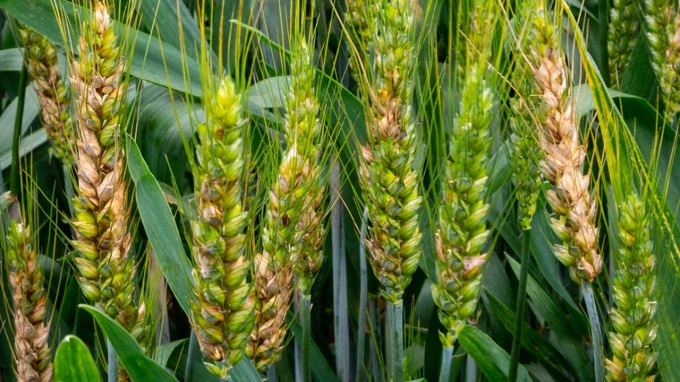 Wheat production in Matabeleland increases