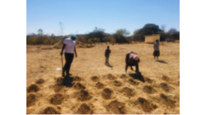Pfumvudza concept gathers momentum as rain fed farming season approaches