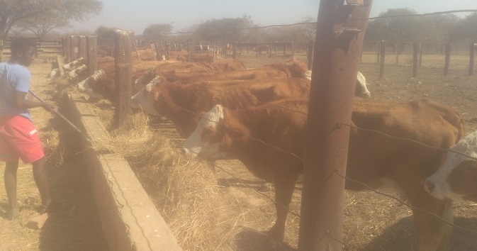 Composite fodder management, right dose to deal with drought in Mat region