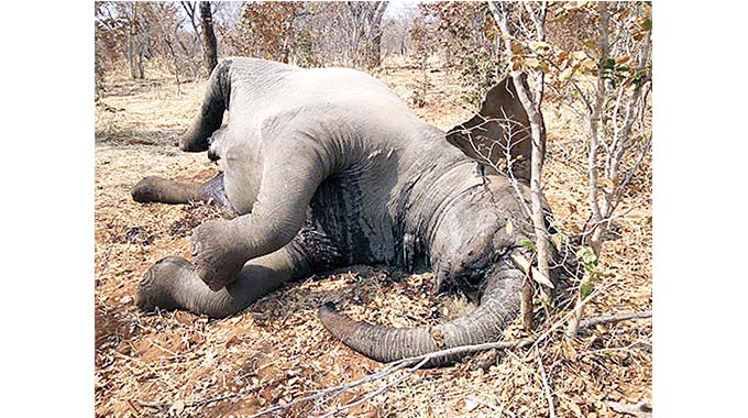 Two more elephants die in Victoria Falls