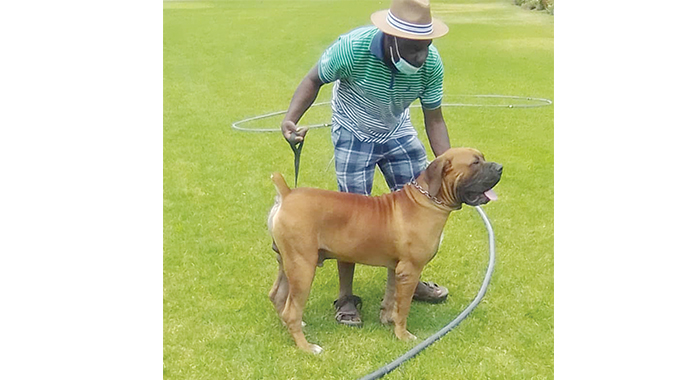 Breeders get Boerboel dogs appraised