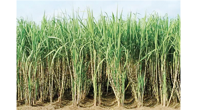 NOIC to set up 10 000ha sugarcane plantation