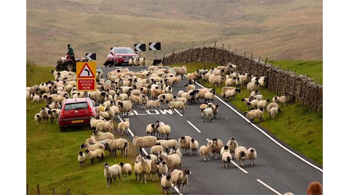 Roadside sprouting, drivers to be patient with our animals