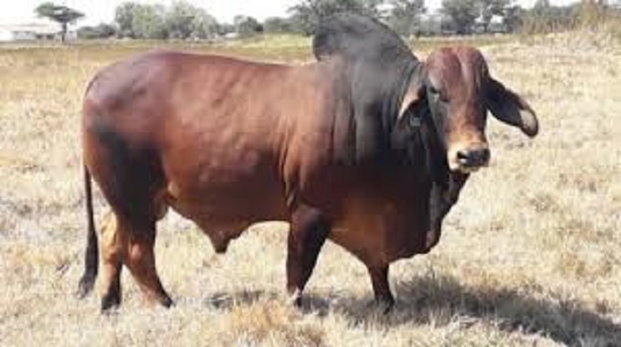 Your stockmen should know the value of your investment