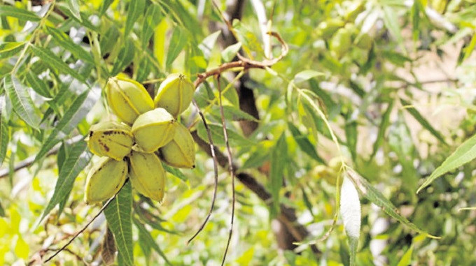 Govt backs Umguza Pecan outgrower project