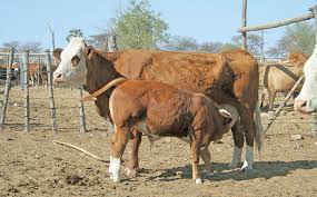 Managing your beef production enterprise