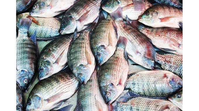 Harare hosts fisheries indaba