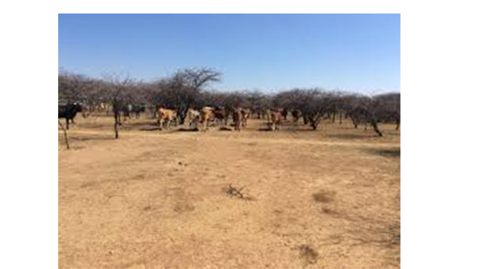 Ngqali Ruth Dlamini, Nee Nyathi: Among the elite who attended Goromonzi African Government School