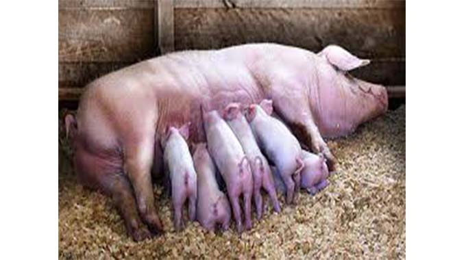 Farmer gets 31 piglets from single farrowing