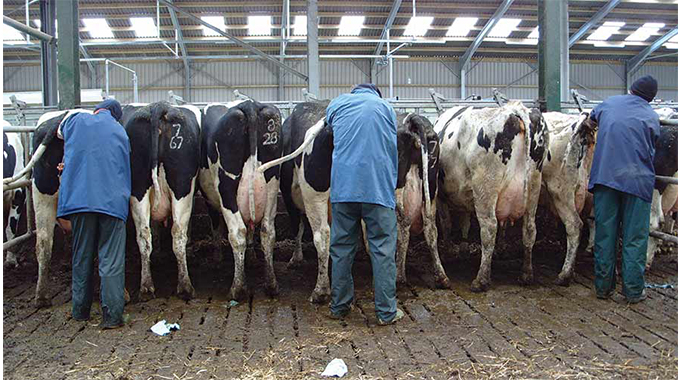 Matopos inseminates 469 cattle in Matabeleland
