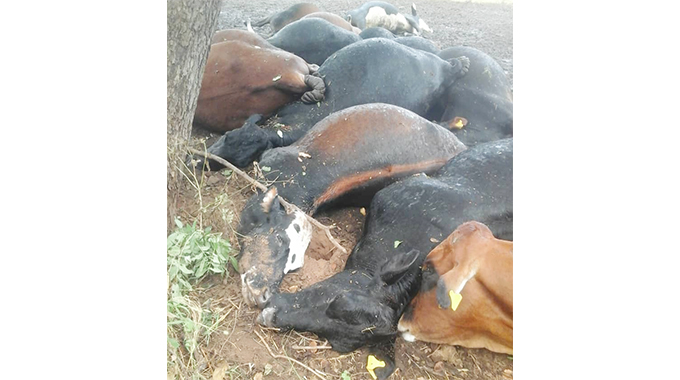 Lightning kills 19 beasts