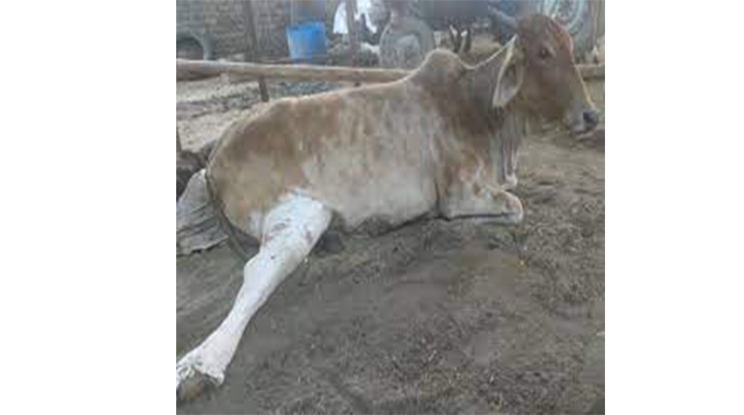 Fractures and their management in your herd