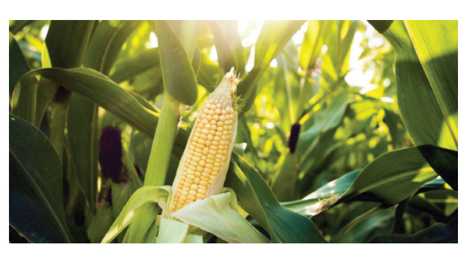 Mealie-meal price to go down