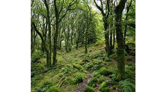 Green crusader targets a million trees by 2030
