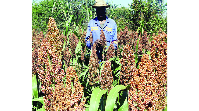 Embracing agriculture to boost food security