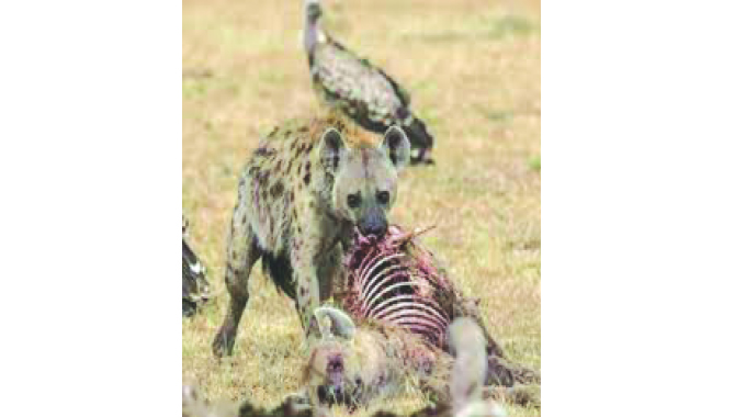 Livestock predation, farmers need solutions