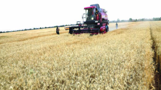Zimbabwe’s wheat haul hits record 622 141 tonnes, surpassing target