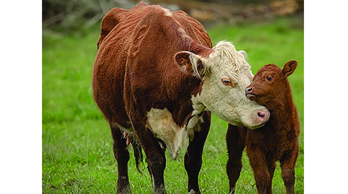 How to handle a cow which is rejecting its calf