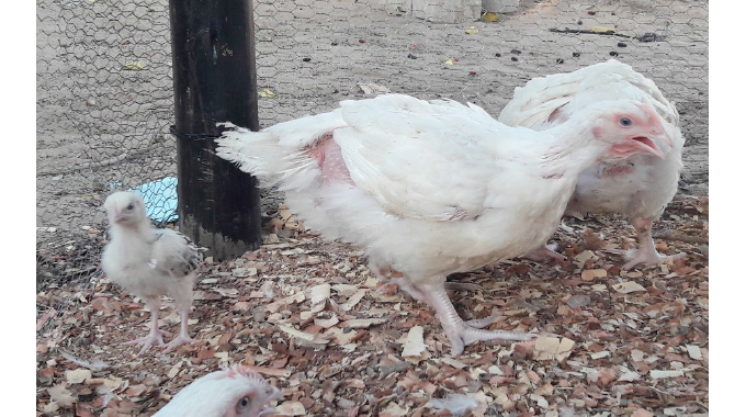 Understanding livestock genetics, prospects for the smallholder sector