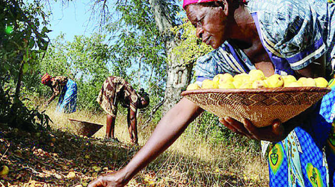 Marula fruit value-addition changes rural people’s lives