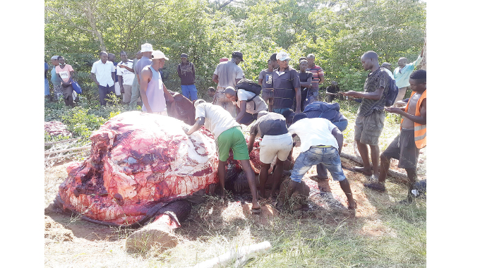 Accident with a difference : Meat galore after bus ploughs into elephants