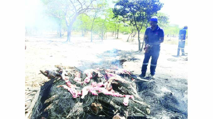 Vet department kills six cattle moved without permit