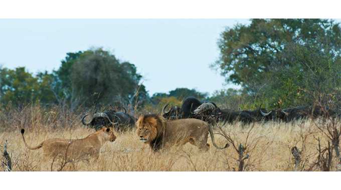 Hwange in wildlife conservancy drive