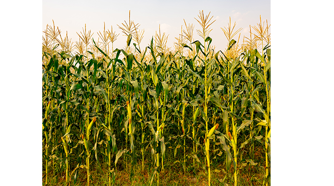 47 000ha+ under maize in Matabeleland