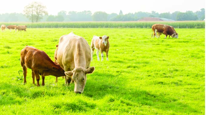 Shrinking rangelands require active participation of farmers in animal nutritional management