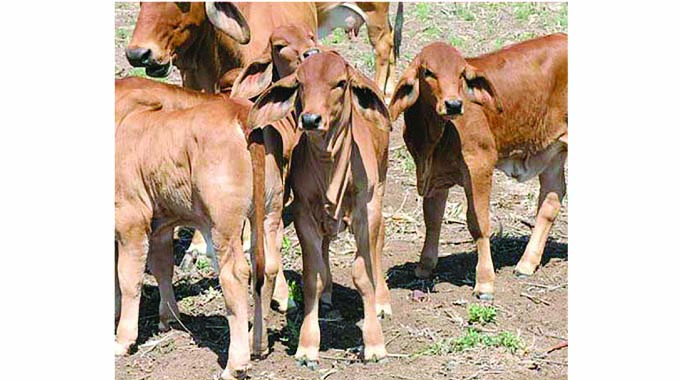 Weaning is an important dry season management strategy