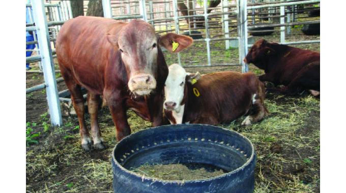 What to consider when venturing into cattle production
