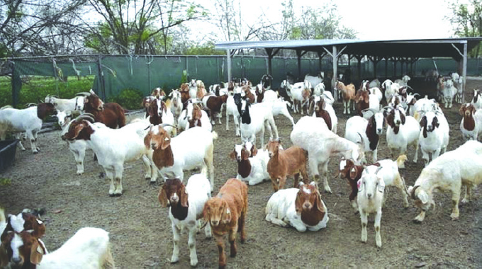 Market responsive production important for goat producers