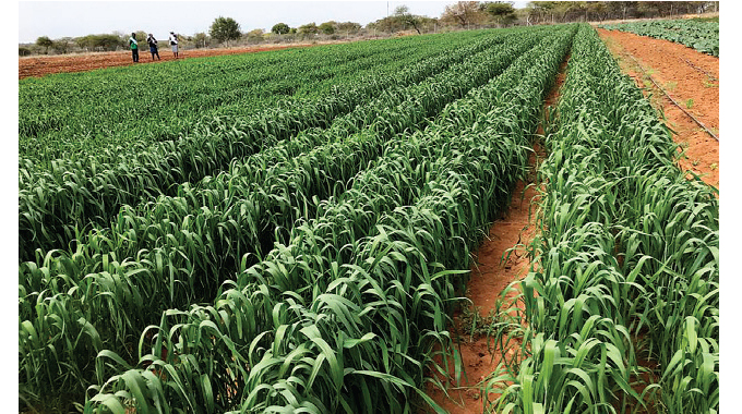 Second Republic clear on agriculture growth plan