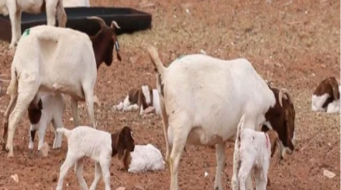 Managing goat kid mortality in your flock