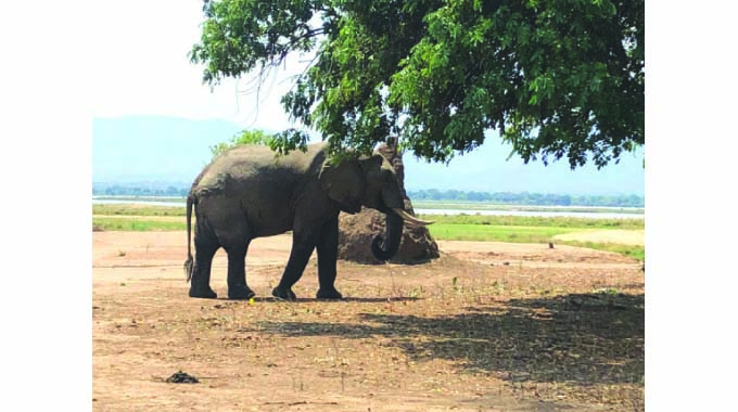 Climate change threatens Mana Pools