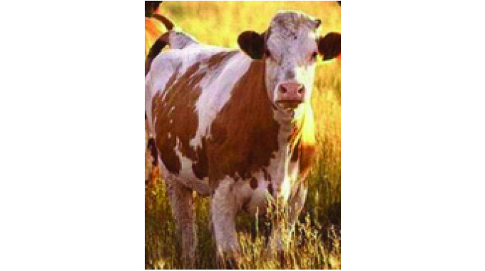 Selection should be an important practice for livestock farmers