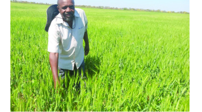 After 87 years, Mtshabezi Irrigation Scheme changes lives